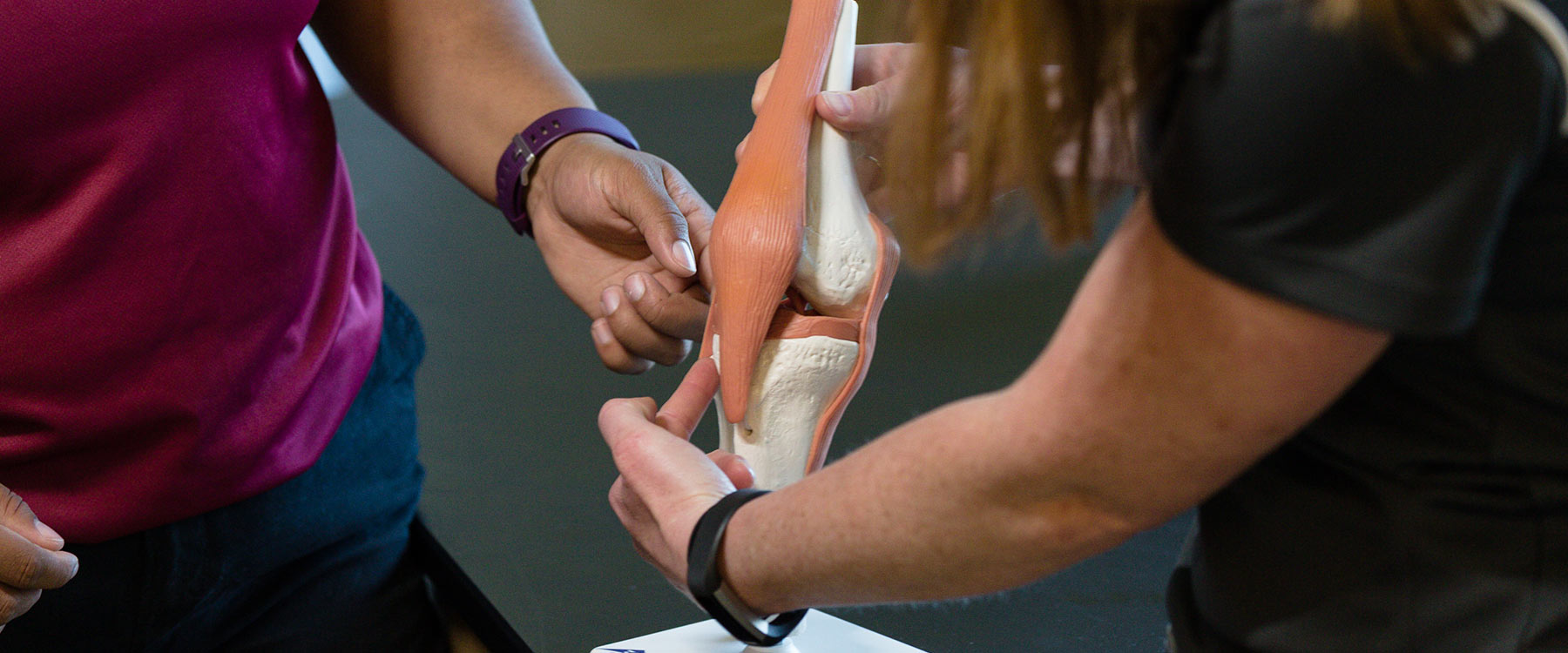 One student holds a functional model of the knee and points to a ligament as another student stands nearby watching.