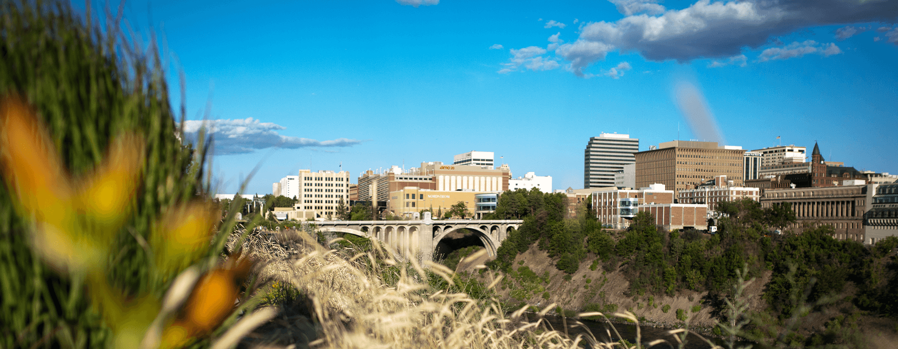 City skyline with a bridge over a tree-lined river, clear blue sky and blurred foliage in the foreground.