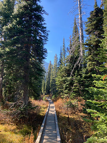 A wooden boardwalk winds through a forest of tall, green pine trees under a clear blue sky.