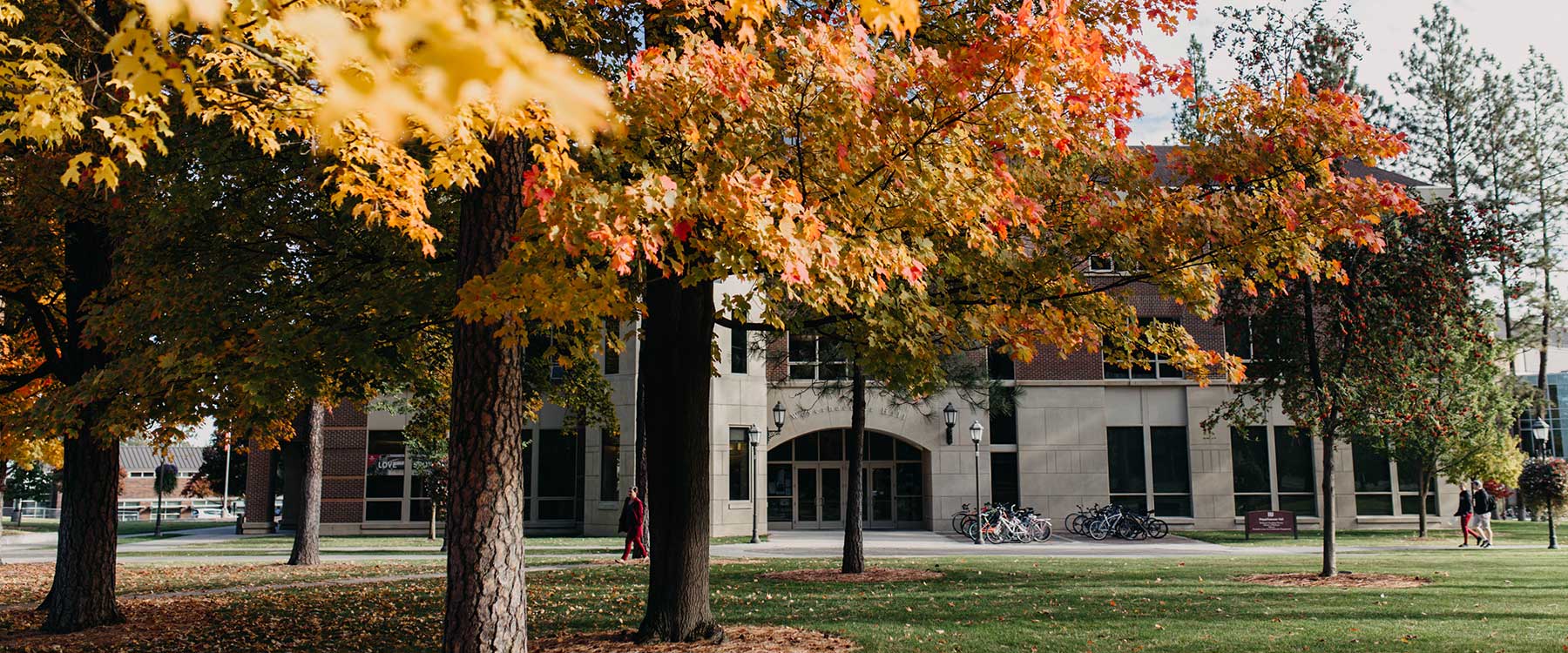 A row of trees turning yellow in front of an academic building in autumn on Whitworths campus.