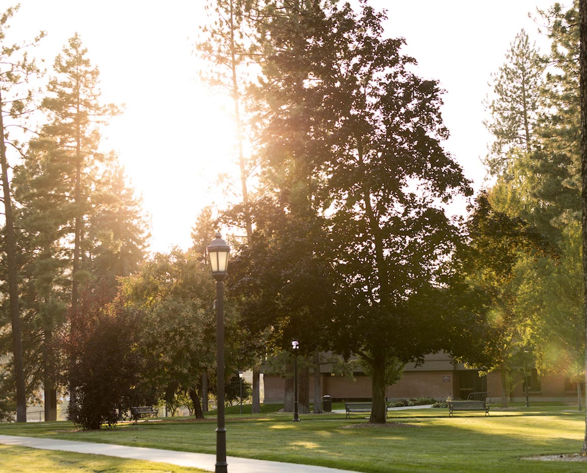 Shadows fall on manicured grass between tall trees and a lamp post.